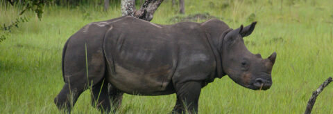 Nanyunja Safaris Uganda